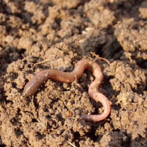Danger – Paraquat Dichloride 24% SL