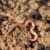 earthworm-686593_1920 Danger – Paraquat Dichloride 24% SL