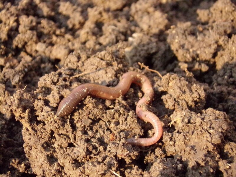 earthworm-686593_1920 Danger – Paraquat Dichloride 24% SL