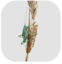 Bio-Insecticide