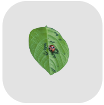 Insecticide