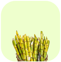 Sugarcane 