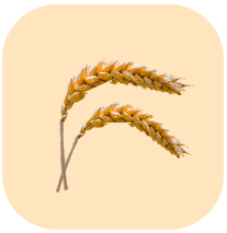 Wheat