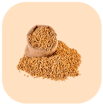 Soybean